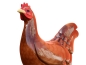 Preview: Huhn XXL, (braun-hochglanz), 154x145x70 cm für den Außenbereich