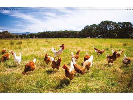 Backlightfolie "Hühnerwiese"