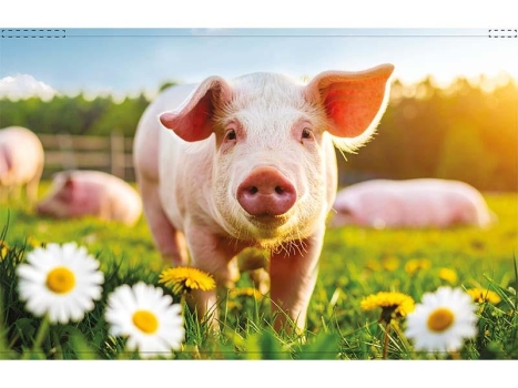 Backlightfolie "Schweinchen"