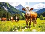 Backlightfolie "Kuh auf Weide"